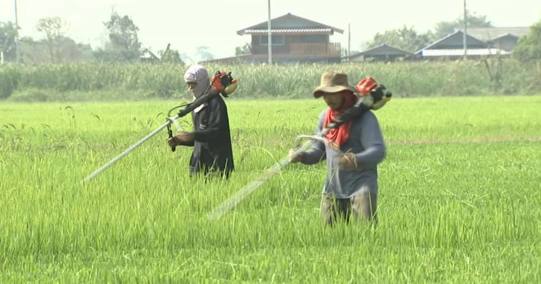 เสนอ ครม.มาตรการลดราคาปุ๋ย เกษตรกรได้ประโยชน์ 30 ล้านคน