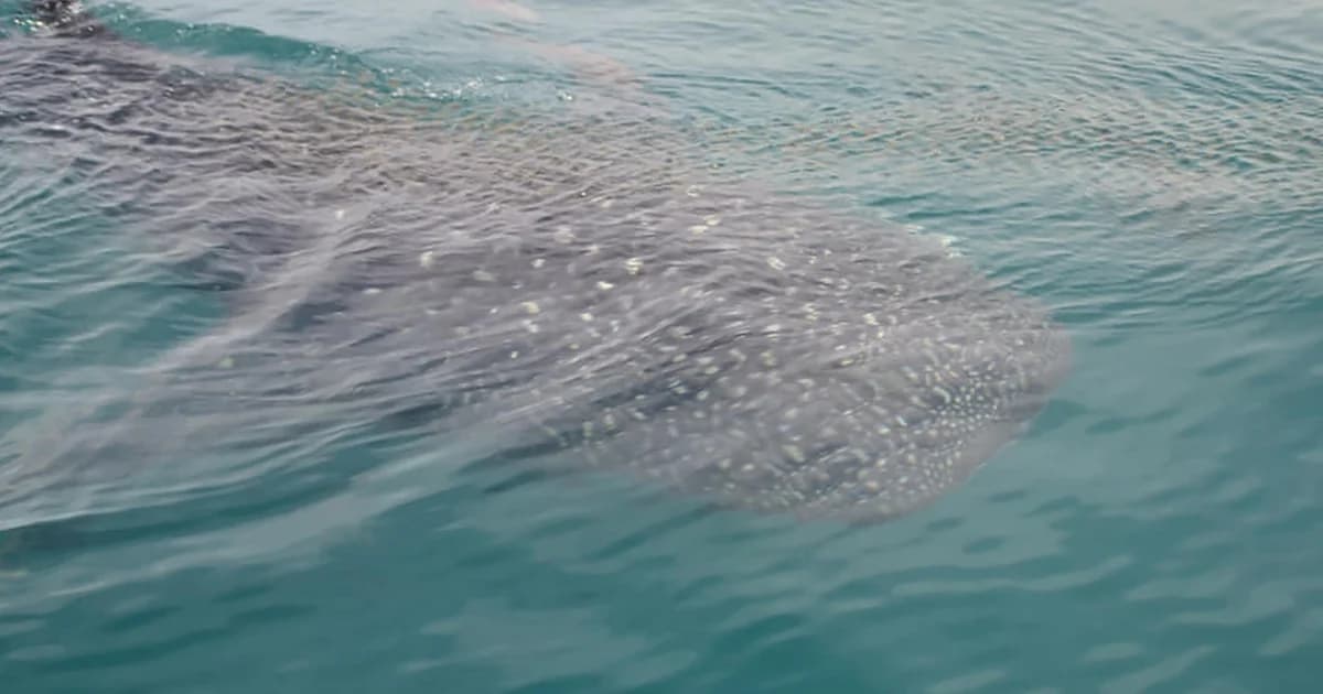 เตือนเดินเรือระวัง ‘ฉลามวาฬ’ โผล่ว่ายหากินทะเลเกาะห้องนับสิบตัว