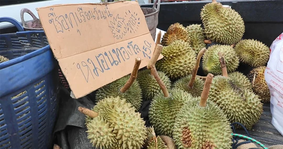 พ่อค้าทุเรียน จัดโปรโมชั่น ซื้อ “ทุเรียน” ชิงโชคทอง
