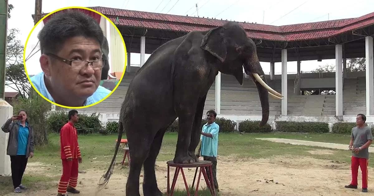 ‘ฟาร์มจระเข้สมุทรปราการ’ แจงคุมอาหารช้างป้องกันตกมัน-จ่อฟ้องคนปล่อยข่าวเสียหาย