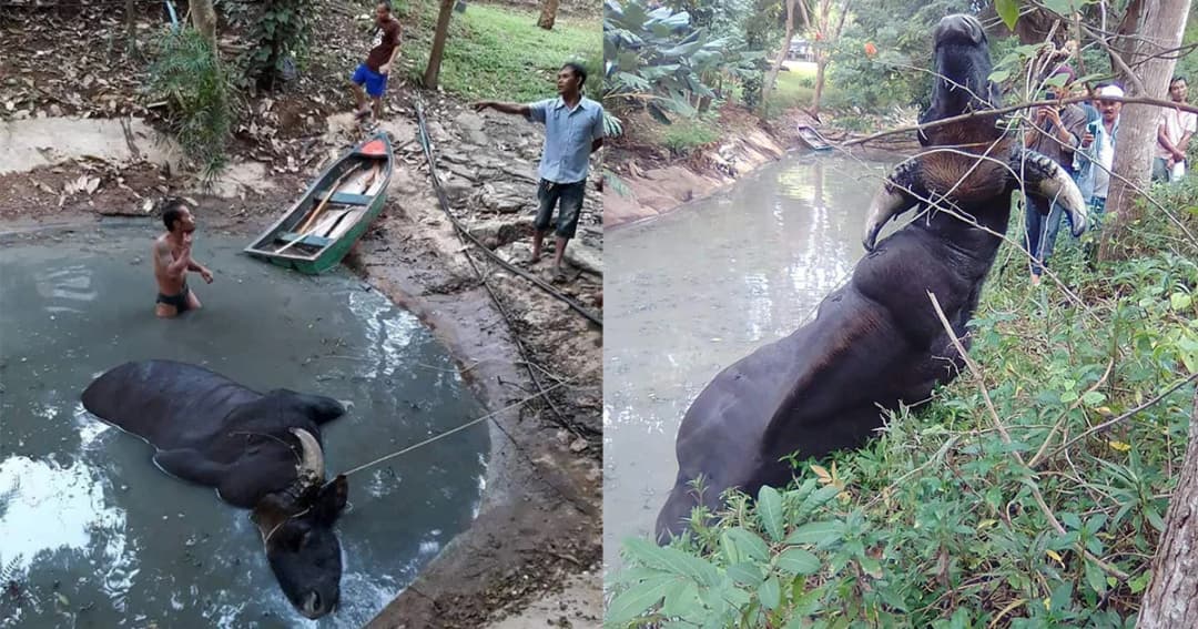 ชาวบ้านพบกระทิง​จมบ่อโคลนตาย