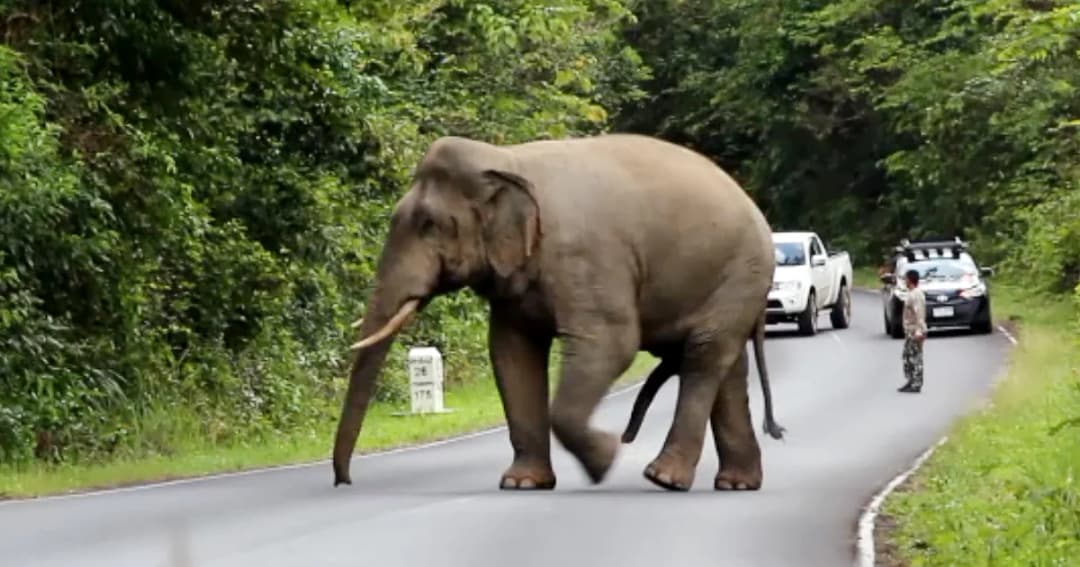 เขาใหญ่เตือนหน้าหนาวระวัง ‘ช้างตกมัน’ แนะห้ามหยุดรถถ่ายรูป-บีบแตรไล่