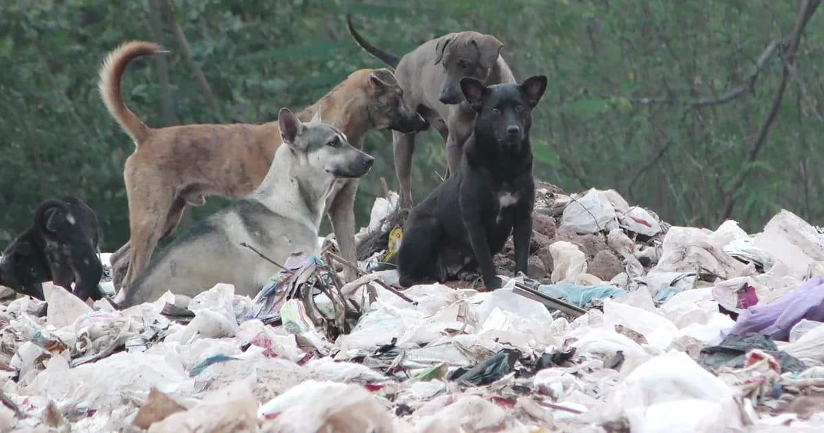 วอนช่วยเหลือ! สุนัขจรจัดนับ 1,000 ตัว อดอยาก ต้องคุ้ยอาหารในบ่อขยะกิน