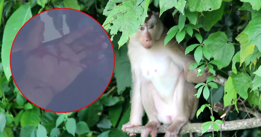 ลิงเขาใหญ่ก้าวร้าว! ไล่ทำร้าย-แย่งอาหารนักท่องเที่ยว กัดมือไกด์เหวอะ