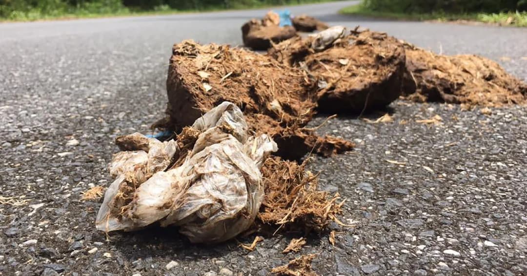 พบ ‘ขยะพลาสติก’ ปนเปื้อนออกมากับมูลช้างป่าเขาใหญ่ หวั่นอันตราย