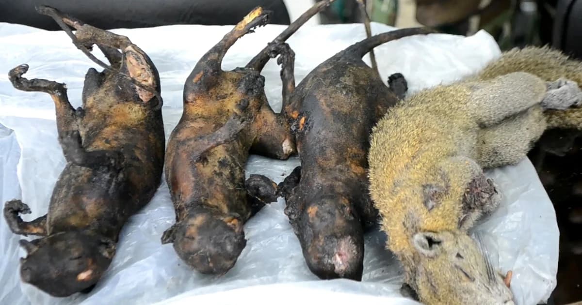 จับหนุ่มเดินเข้าป่าล่ากระรอก 3 สี สัตว์ป่าคุ้มครอง