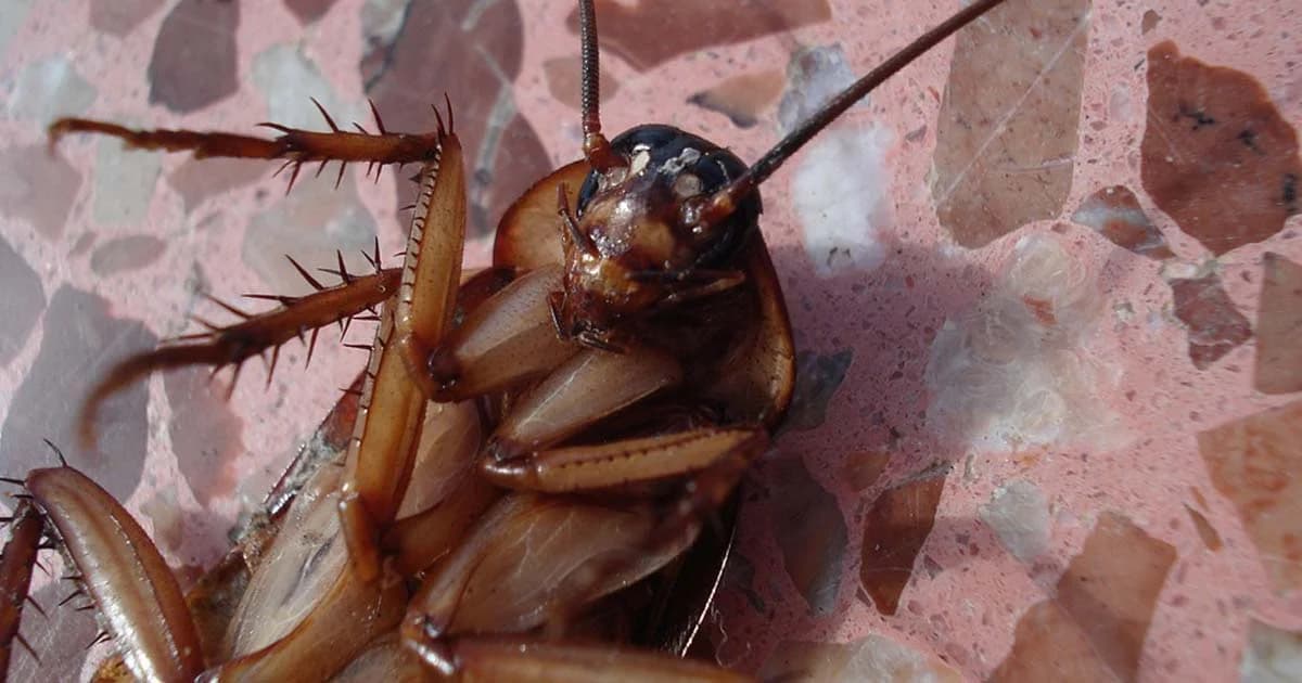 ไขข้อข้องใจ “กินแมลงสาบ” ลดความอ้วน-รักษาผมร่วงได้หรือไม่