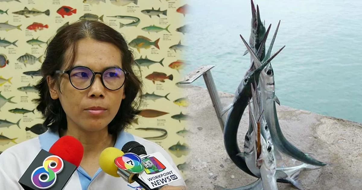 อาลัย “รีคอน” ถูกปลาเต็งเล้งแทงคอ-ประมงตราด ชี้เป็นปลาว่ายน้ำเร็วที่สุดในโลก