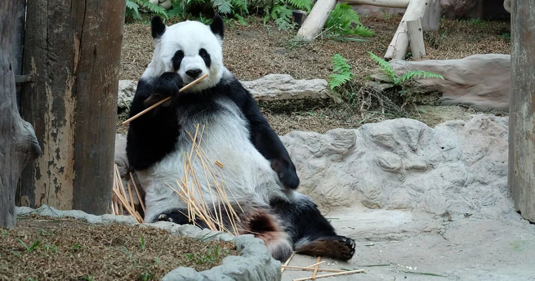 สวนสัตว์เชียงใหม่ นำวิทยาศาสตร์ดูแลสัตว์ น้ำ-อาหาร ต้องผ่านการตรวจแล็บ เพื่อยกระดับสู่มาตรฐานสากล