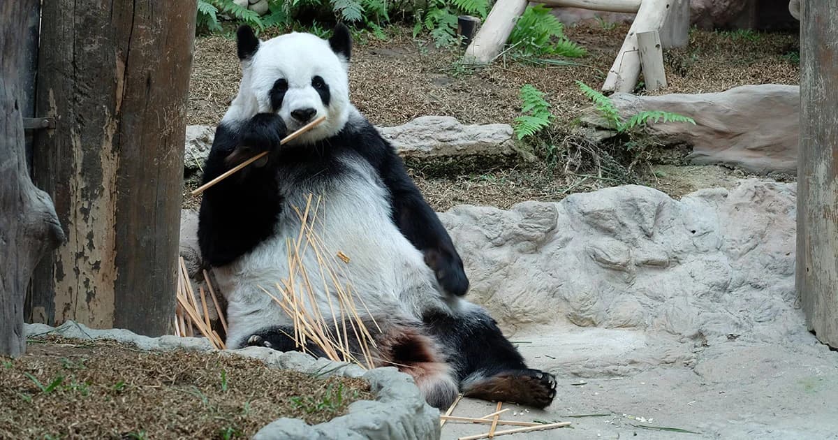 สวนสัตว์เชียงใหม่ นำวิทยาศาสตร์ดูแลสัตว์ น้ำ-อาหาร ต้องผ่านการตรวจแล็บ เพื่อยกระดับสู่มาตรฐานสากล