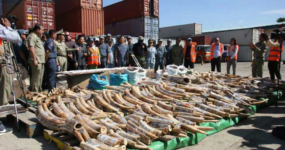 เจ้าหน้าที่กัมพูชา ยึดงาช้างแอฟริกาจากโมซัมบิกได้กว่า 3.2 ตัน