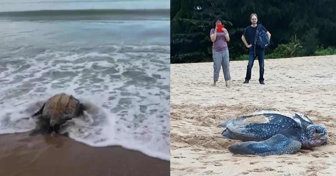 เต่ามะเฟืองขึ้นวางไข่หาดเขาหลักแล้ว หลังรอคอยมา 10 ปี