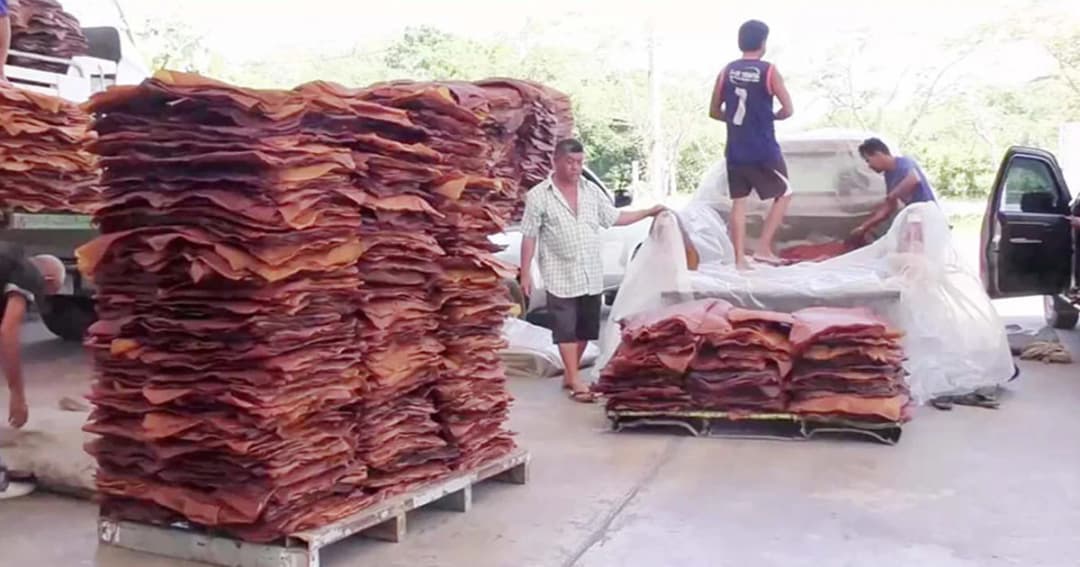 ราคายางเริ่มปรับตัวสูงขึ้น นายกฯ สั่งเร่งช่วยเหลือเกษตรกร