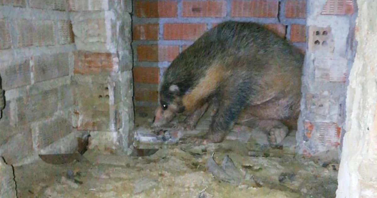 ชาวกระบี่ตื่น! สัตว์หน้าตาประหลาด โผล่หลังบ้าน กู้ภัยจับคืนสู่ธรรมชาติ