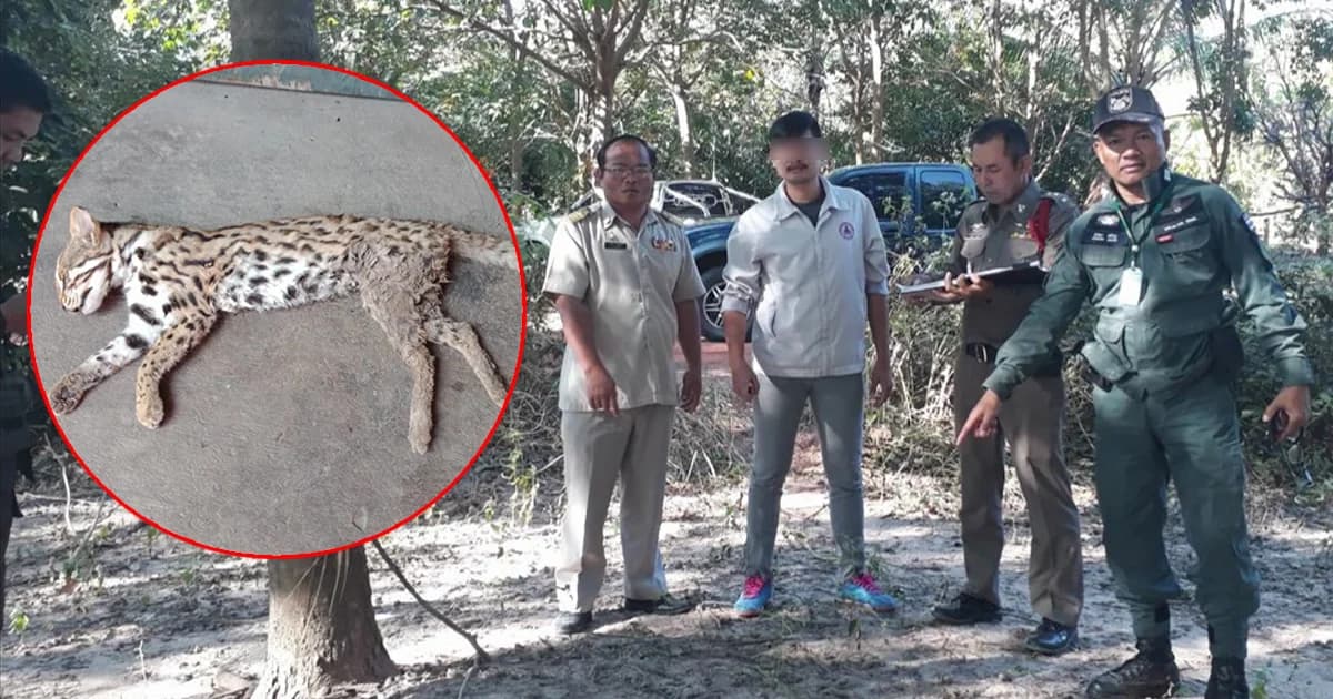 รวบแล้ว! ‘ผู้บ่าวกินแมว’ โชว์ภาพซากแมวดาวผ่านเฟซบุ๊ก เผยไม่ได้เป็นคนยิง