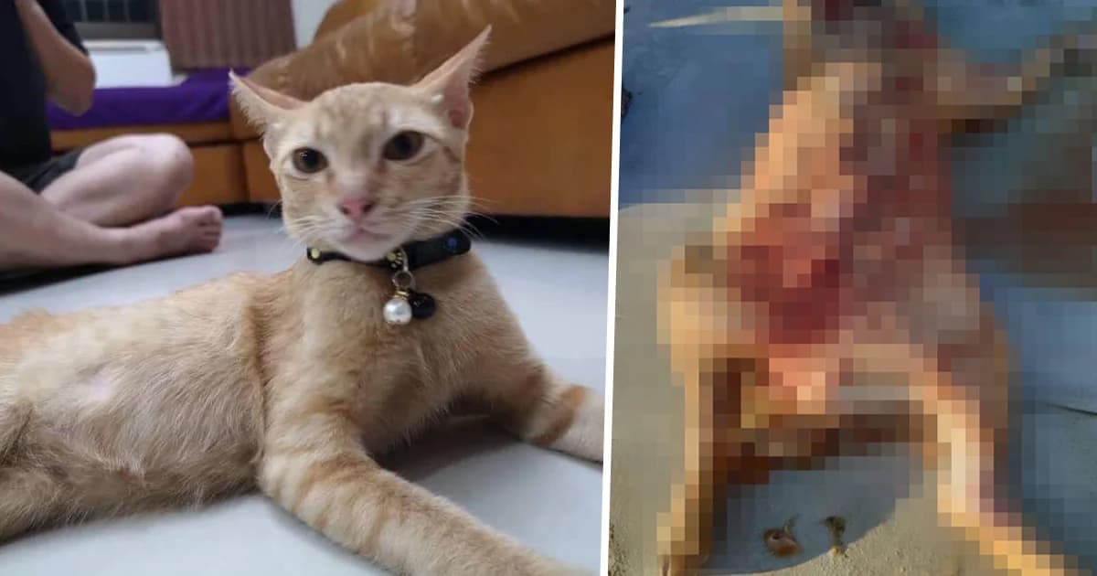 หนุ่มเจ้าของแมว ยันเอาเรื่องถึงที่สุด หลังสาวรับเลี้ยงแมว โยนศพทิ้งแท็งก์น้ำ