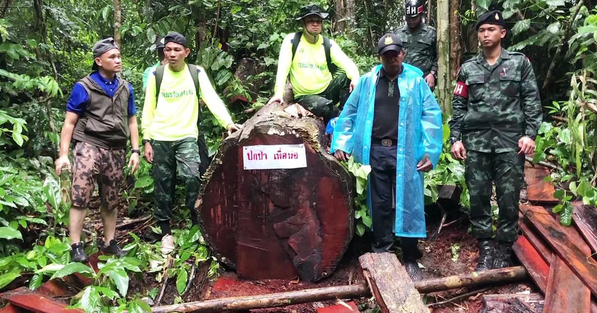 บุกยึดไม้หวงห้าม แปรรูปกลางป่าสงวนเขาแดง เชื่อฝีมือคนในพื้นที่