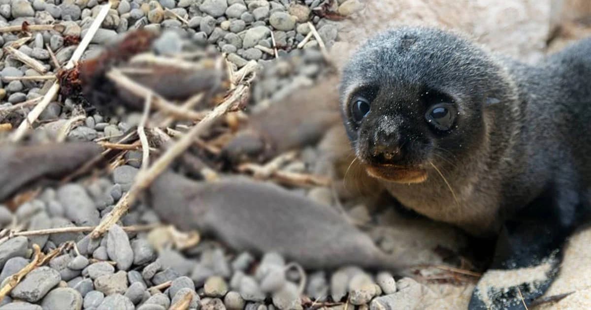 เจ้าหน้าที่ช็อก ! พบซากลูกแมวน้ำ 6 ตัว โดนฆ่าตัดหัว ทิ้งริมหาดนิวซีแลนด์