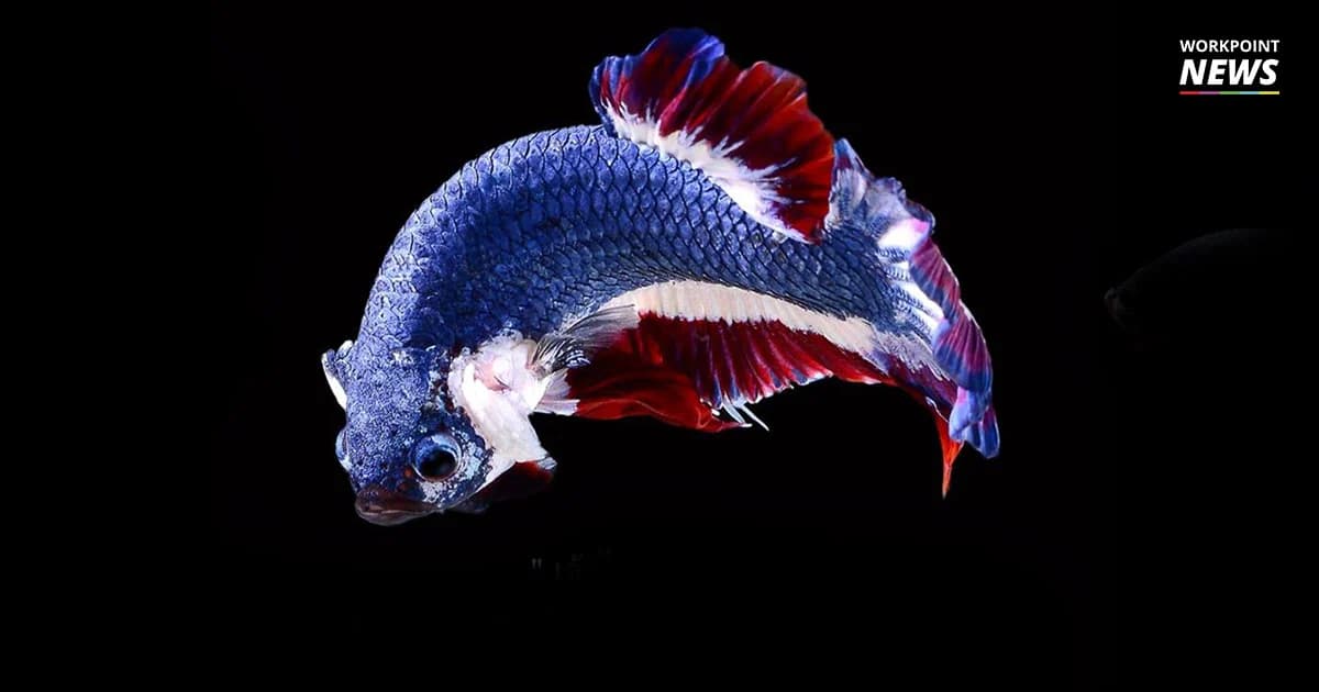 ไฟเขียว “ปลากัดไทย” เป็นสัตว์น้ำประจำชาติ