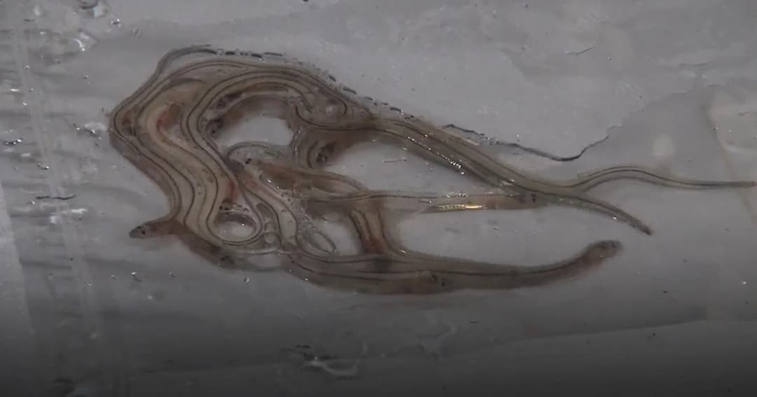 ลักลอบนำปลาไหลยุโรปมูลค่า 40 ล้านบาทเข้าไทย