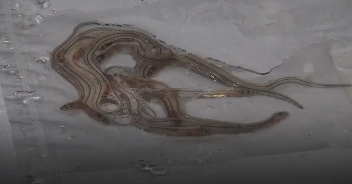 ลักลอบนำปลาไหลยุโรปมูลค่า 40 ล้านบาทเข้าไทย