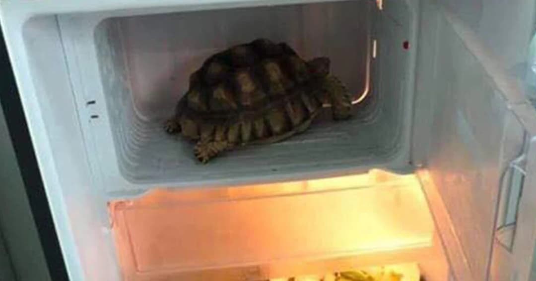 สมาคมพิทักษ์สัตว์ไทย แจ้งความเอาผิด สาวโพสต์ภาพเต่าแช่ตู้เย็น ชี้อาจเข้าข่ายทารุณกรรมสัตว์