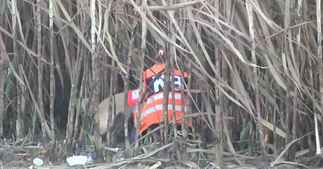 ยังไม่หมดหวัง! เจ้าหน้าที่ระดมกำลังหา ด.ช. 2 ขวบหายตัวในไร่อ้อย จ.สุพรรณบุรี