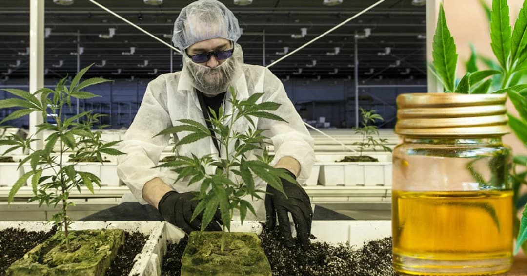 เปิดอบรมเกษตรกรปลูกแปรรูป ‘กัญชาทางการแพทย์’