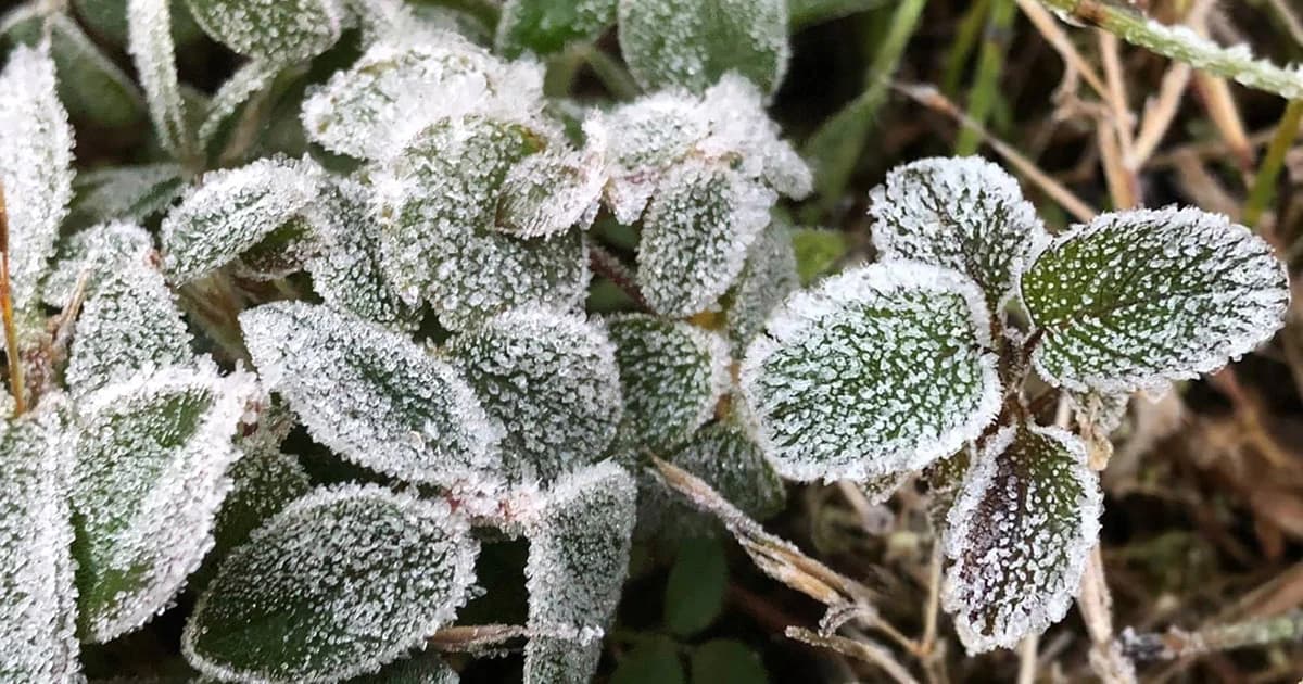 ‘น้ำค้างแข็ง’ เป็นวันที่ 3 กิ่วแม่ปานจังหวัดเชียงใหม่อุณหภูมิต่ำสุด 2 องศา