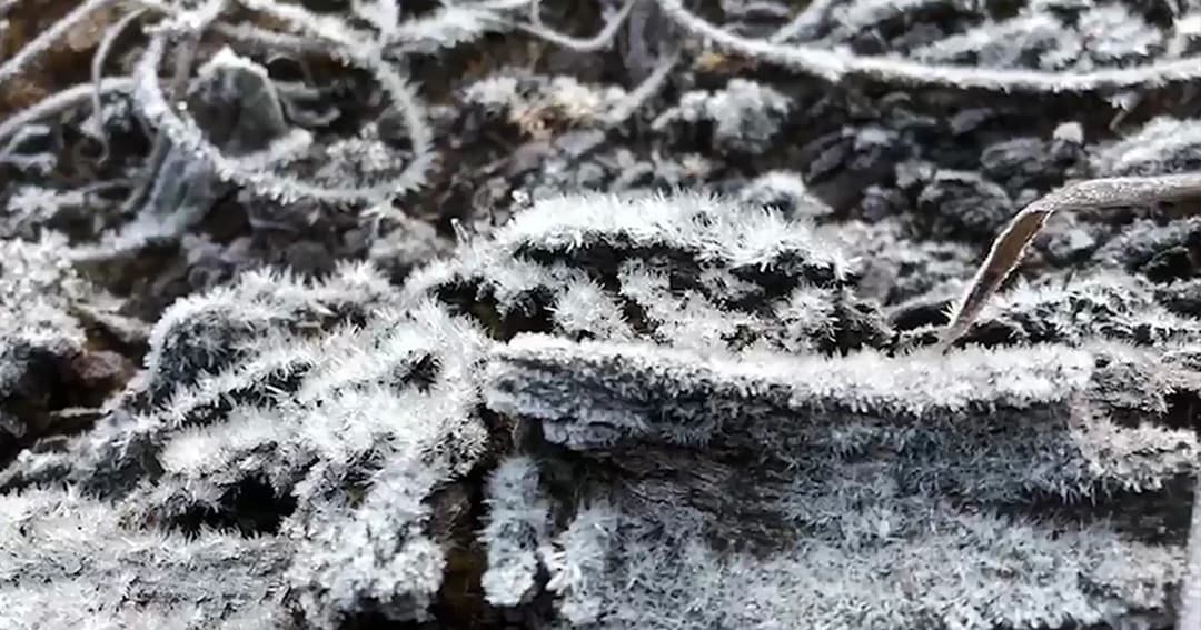 แห่ชม ‘เหมยขาบ’ ต่อเนื่องวันที่ 4 ดอยอินทนนท์หนาวจัด 2 องศา