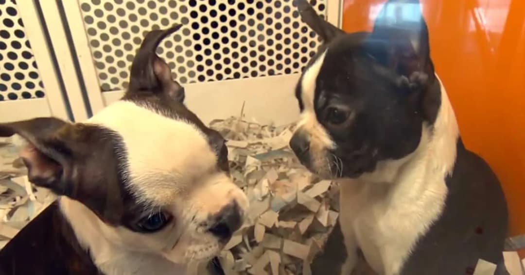 ปีหน้า ! อังกฤษสั่งห้ามร้านสัตว์เลี้ยงขาย ‘ลูกหมา-ลูกแมว’ หวังแก้ปัญหาสวัสดิภาพสัตว์