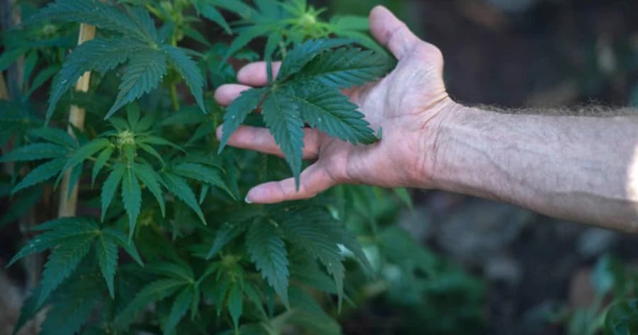 BIOTHAI ชี้ หากไม่ยกเลิกคำขอสิทธิบัตรกัญชาของต่างชาติ ไทยไม่ได้ประโยชน์จาก กม.ปลดล็อก