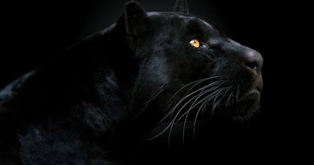 ศาลนัดพิพากษาคดี “ล่าเสือดำ” 19 มี.ค 2562