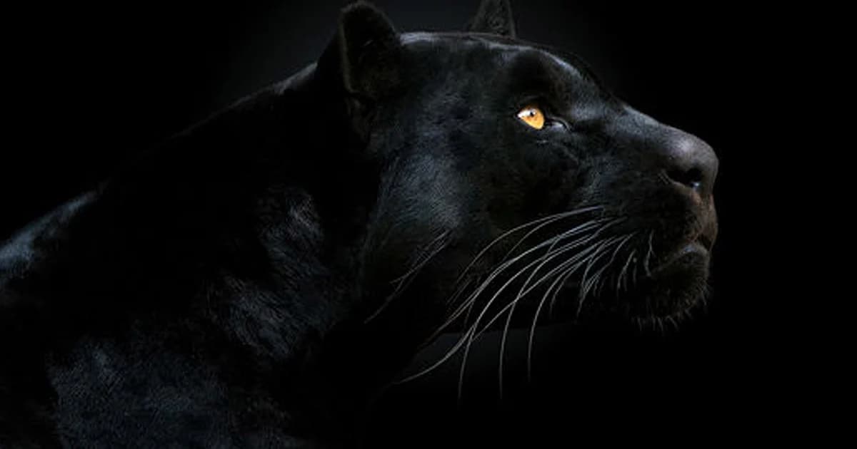 ศาลนัดพิพากษาคดี “ล่าเสือดำ” 19 มี.ค 2562