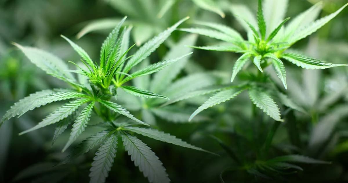 ป.ป.ส.ยืนยัน กฎหมายให้ปลูกกัญชาเฉพาะผู้ได้รับอนุญาต