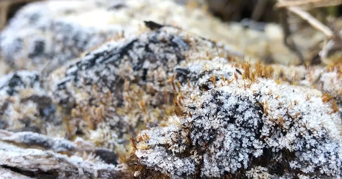 แห่ชม! เหมยขาบต่อเนื่อง 5 วันติด นทท.แน่นดอยอินทนนท์