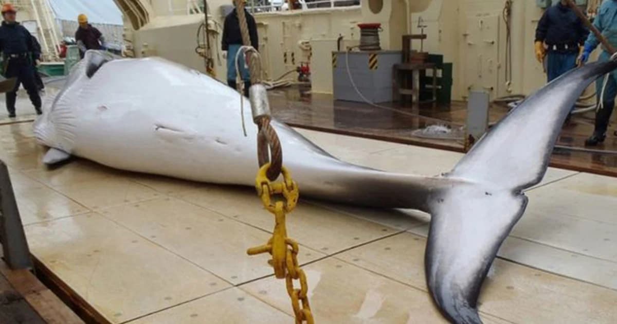 ญี่ปุ่นประกาศเตรียมล่าวาฬเชิงพาณิชย์ในปีหน้า