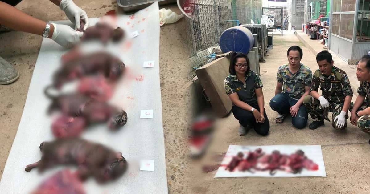 ตรวจ “มุกดาสวนเสือและฟาร์ม” สุดสลดเจอซากลูกเสือโคร่งตายนอกมดลูก