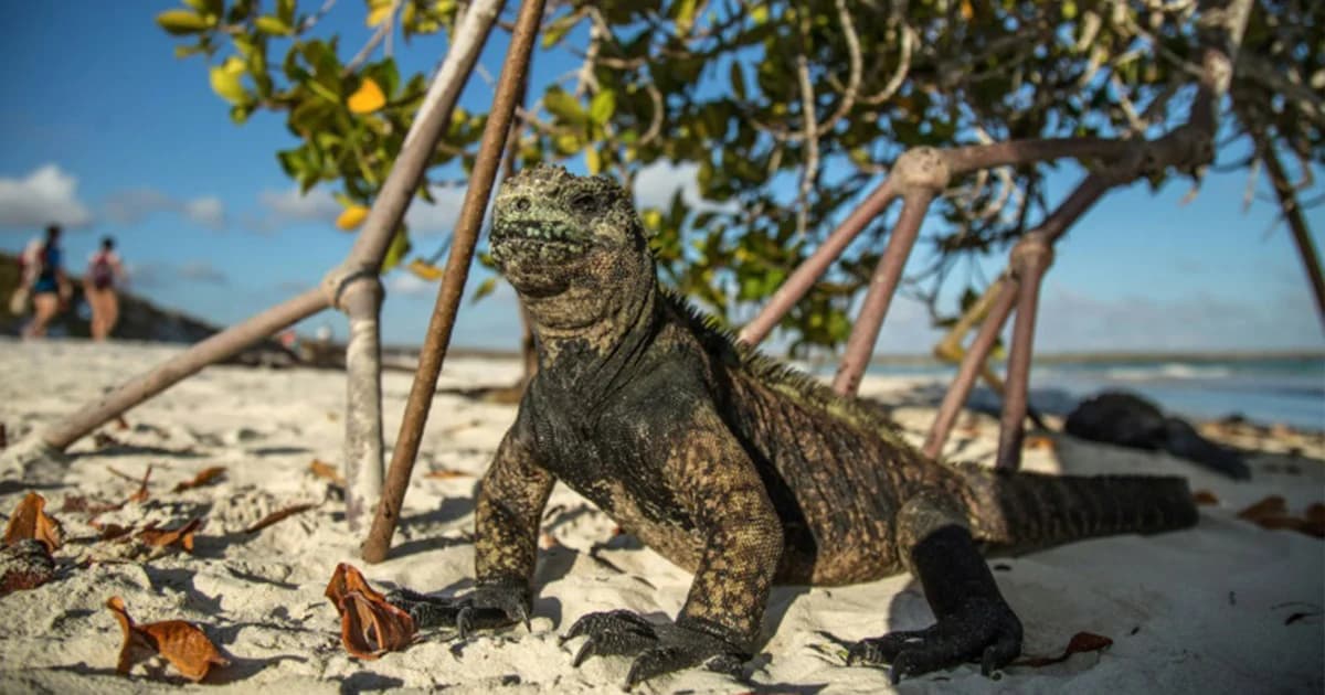 เอกวาดอร์ห้ามจุดดอกไม้ไฟในเกาะกาลาปากอส เพื่อปกป้องสัตว์ป่า