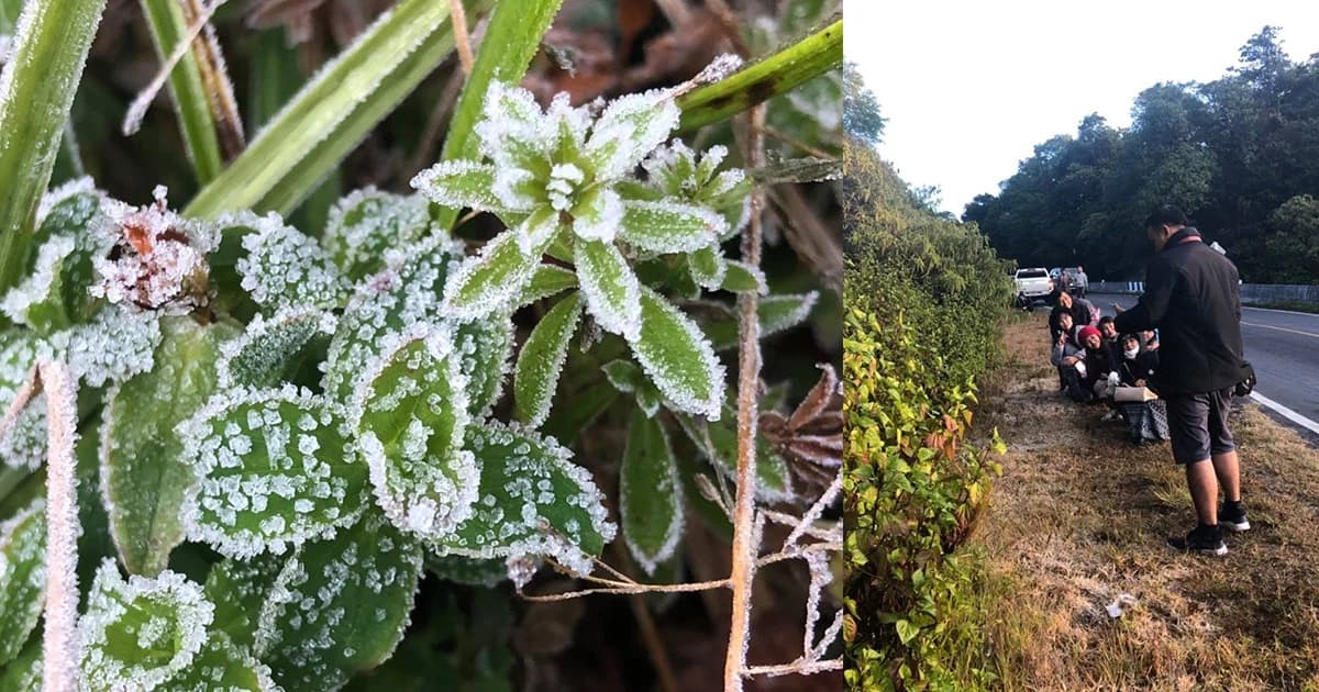 ครั้งแรกของปี! ยอดดอยอินทนนท์อุณหภูมิติดลบ 2 องศาฯ เหมยขาบเต็มยอดดอย