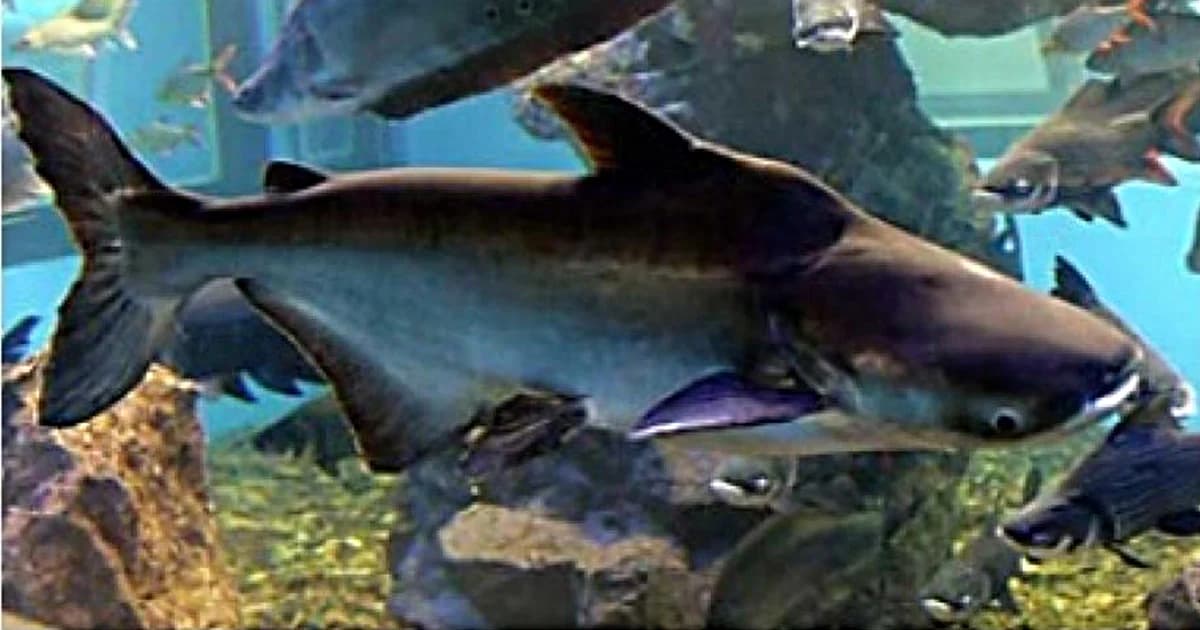 “ปลาบึก” ราชินีแห่งแม่น้ำโขง จีนเรียก “ปลาขงเบ้ง” ก่อนกลายเป็นชื่อพายุ “ปาบึก”