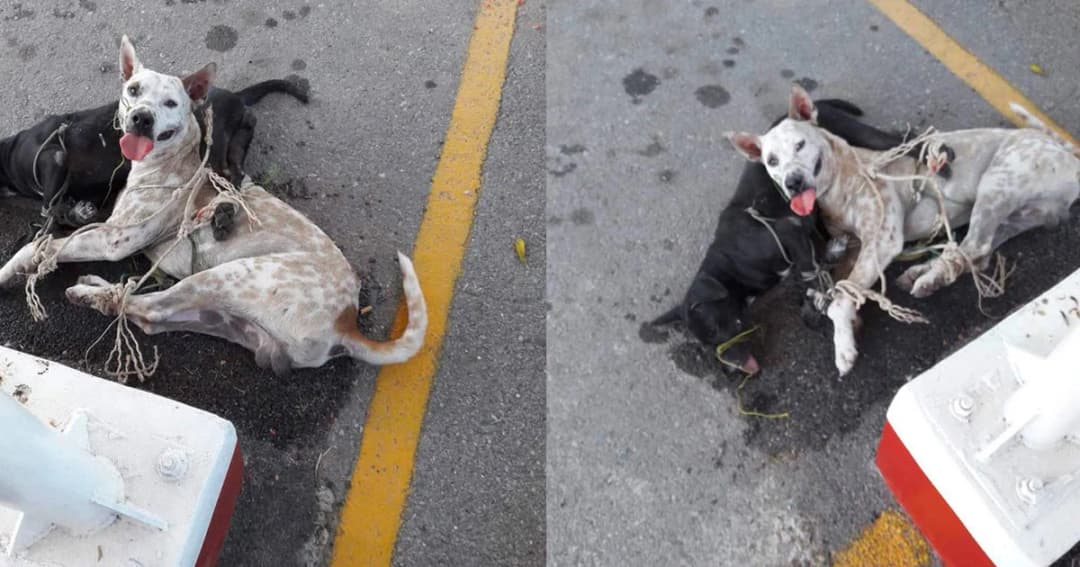 รำคาญหมาวิ่งในค่าย ! ทหารยศใหญ่สั่งลูกน้องมัดหมาตากแดด