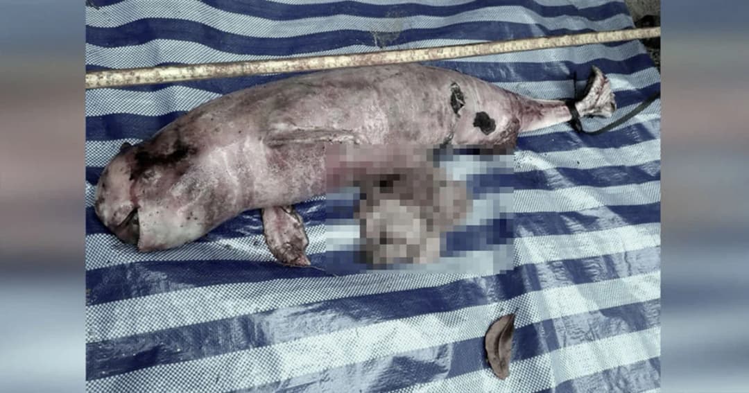 สังเวยพิษพายุปาบึก ! “โลมาหัวบาตรหลังเรียบ” ถูกคลื่นซัดตายริมหายขนอม