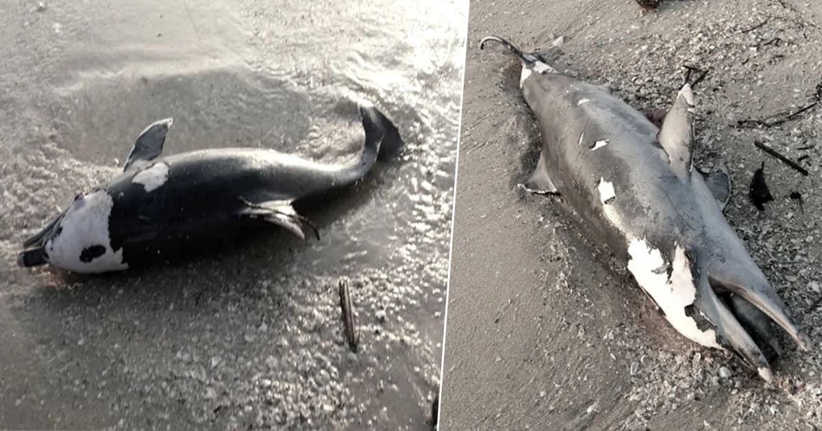 พบอีกตัว ! “โลมาหลังโหนก” ถูกคลื่นซัด ซากลอยติดริมหาดขนอม