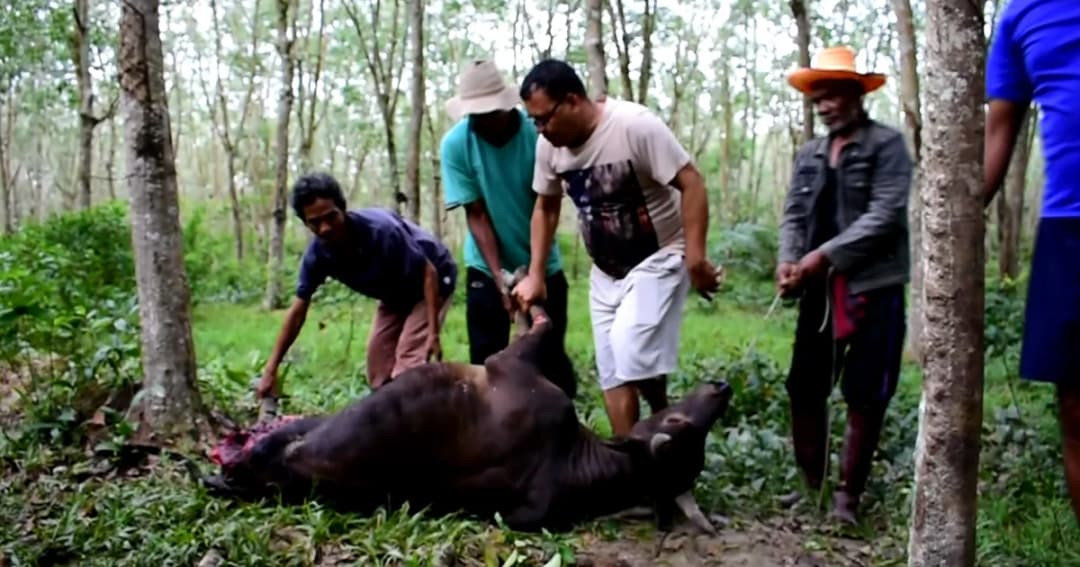 ลุงวัย 76 ปี เศร้า! โจรลอบยิง ลักตัดขาวัว 1 ขา เครื่องในบางส่วน ทิ้งซากกลางสวนยาง จ.พัทลุง