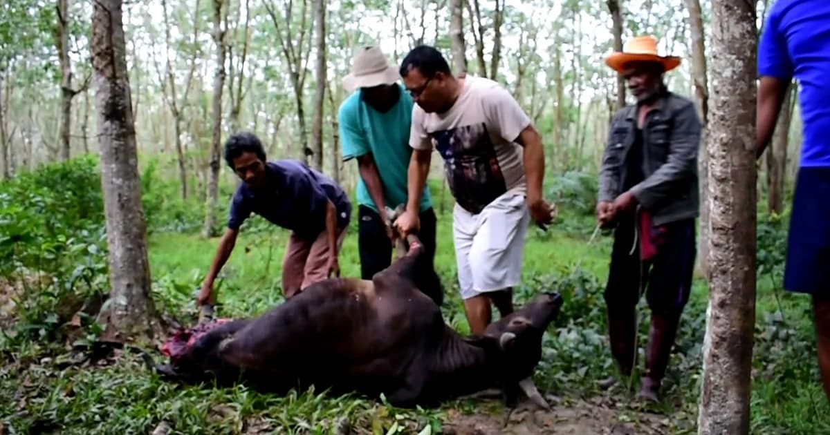 ลุงวัย 76 ปี เศร้า! โจรลอบยิง ลักตัดขาวัว 1 ขา เครื่องในบางส่วน ทิ้งซากกลางสวนยาง จ.พัทลุง