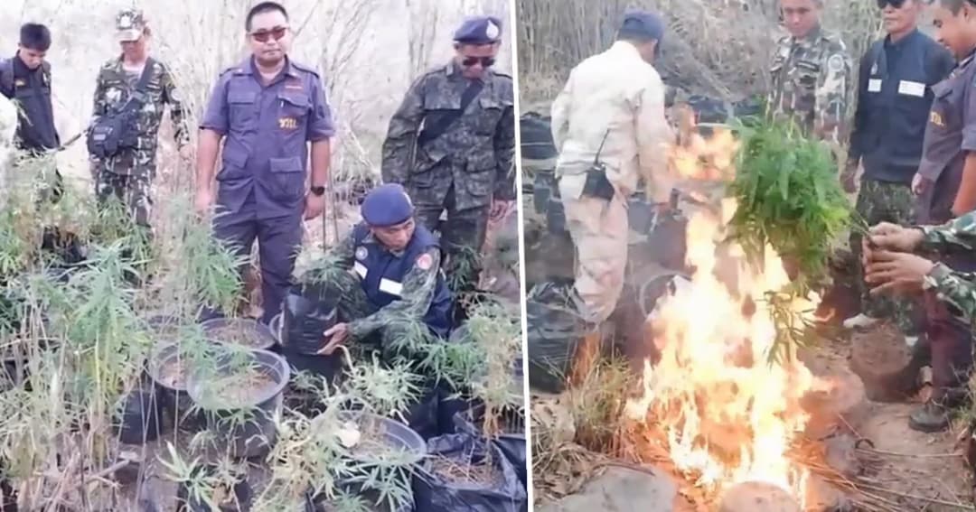 มุกดาหาร สนธิกำลังลุยขึ้นเทือกเขาภูพาน-ดงหลวง ทำลายกัญชาปลูกใส่กระถาง 420 ต้น