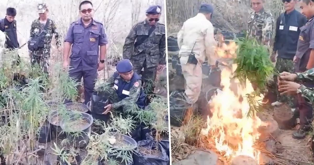 มุกดาหาร สนธิกำลังลุยขึ้นเทือกเขาภูพาน-ดงหลวง ทำลายกัญชาปลูกใส่กระถาง 420 ต้น