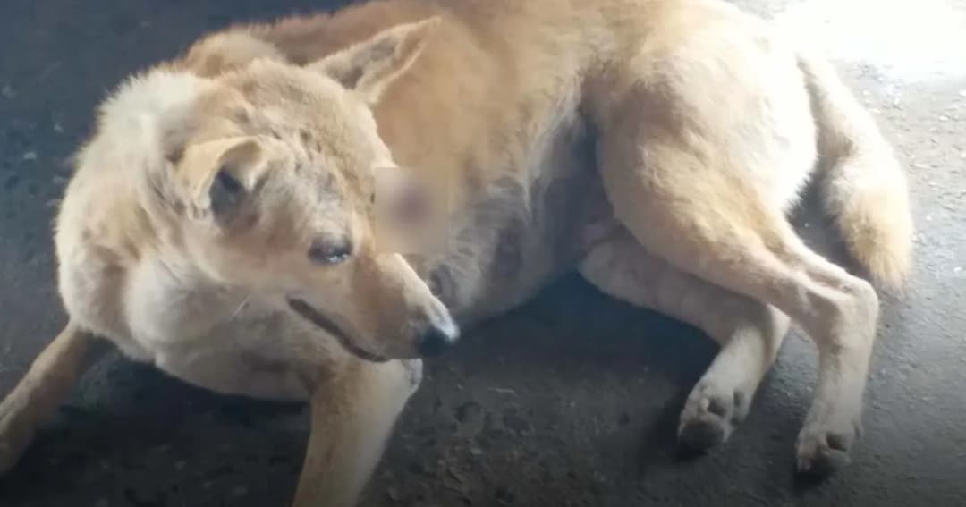 รปภ.สาว วอนช่วยเหลือสุนัขจรจัด ถูกคนใจบาปตีลูกตาซ้ายทะลักบอดสนิท