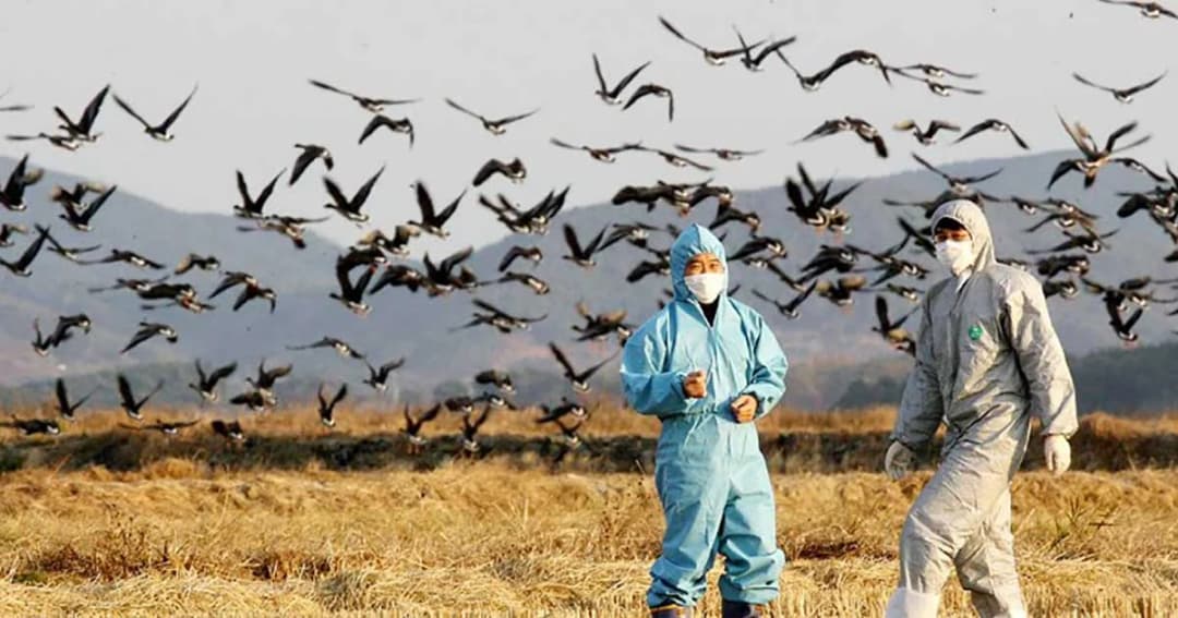 เกาหลีใต้ พบนกป่าต้องสงสัยติดเชื้อไข้หวัดนก H7N7 ในเมืองชายฝั่งตะวันออก